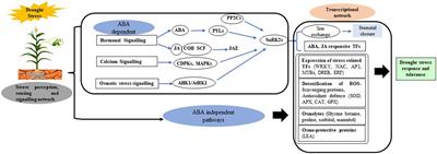 Recent Advances for Drought Stress Tolerance in Maize (Zea mays L.): Present Status and Future Prospects